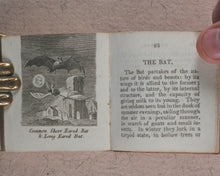 Load image into Gallery viewer, Mills, Alfred. Natural History of 48 Quadrupeds. Darton, Harvey & Darton and J. Harris. London. 1815.