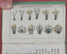 Load image into Gallery viewer, Familiar introduction to botany. Illustrated with copper-plates. John Wallis. London. Printed by T. Gillet. 1803.