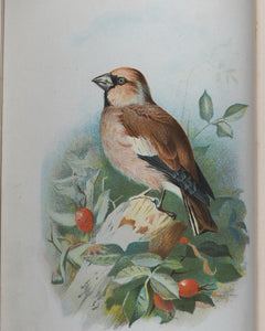 Familiar Wild Birds. [ORIGINAL  BINDINGS]. WALTER SWAYSLAND.  Published by London: Cassell & Company, Limited, 1883.