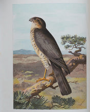 Load image into Gallery viewer, Familiar Wild Birds. [ORIGINAL  BINDINGS]. WALTER SWAYSLAND.  Published by London: Cassell &amp; Company, Limited, 1883.
