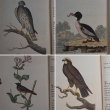 Load image into Gallery viewer, British Ornithology: being the History with a coloured representation of every known Species of British Birds. GRAVES, George (1784-1839). Publication Date: 1811 Condition: Good
